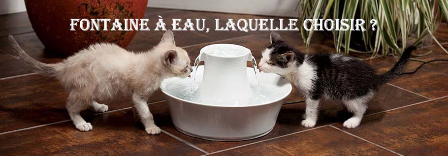 Fontaine à eau pour chat, laquelle choisir ?